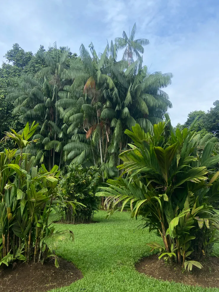 在植物園千百次回頭，看到的差不多都是這個畫面：一臉很熱帶的樹們。