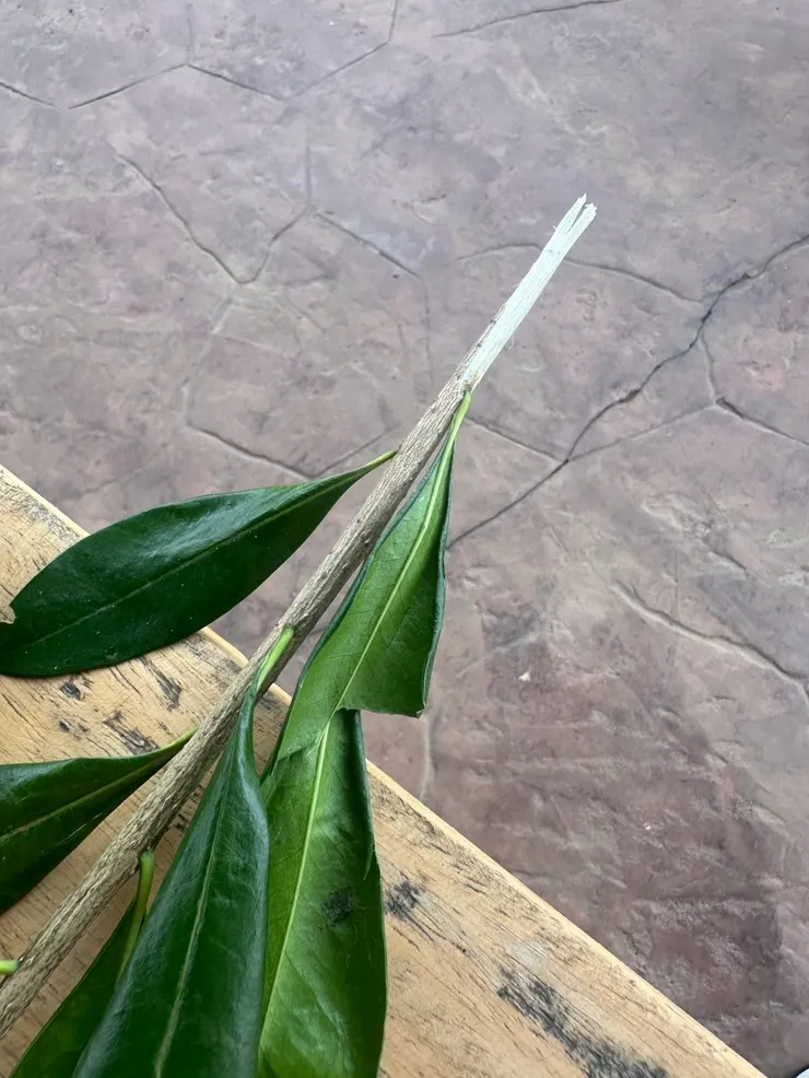 刷完牙齒好乾淨, 連牙線都不需要