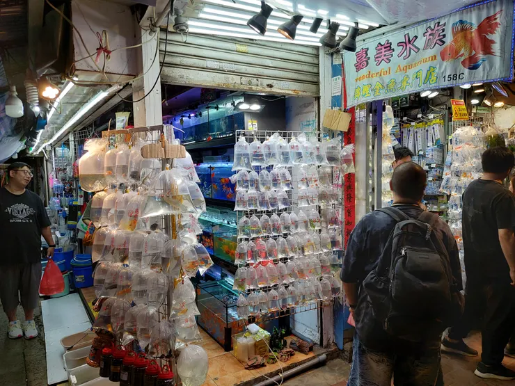 金魚街-販賣袋裝金魚的店家