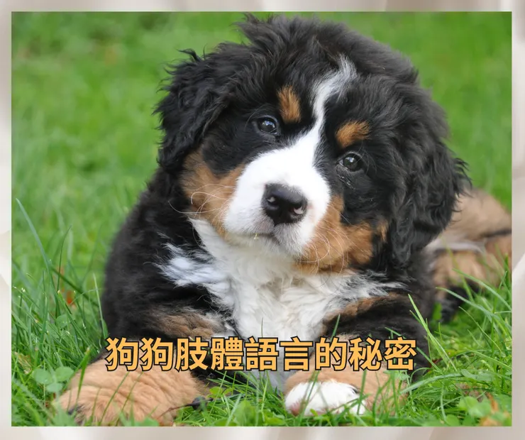 寵物.狗狗.肢體語言