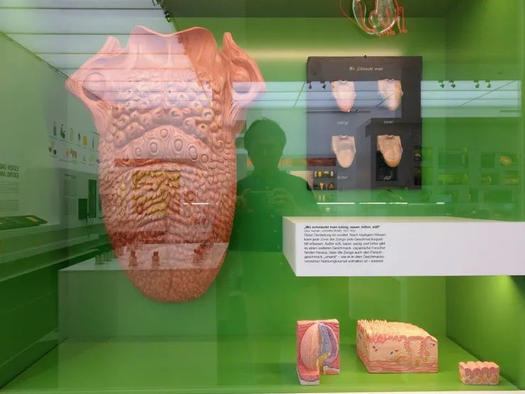 舌頭,除了辨認甜、酸、苦、鹹,還有「鮮」味