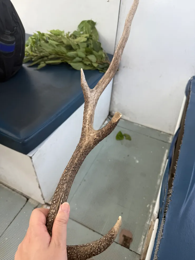 交通船船長給我們摸鹿的角