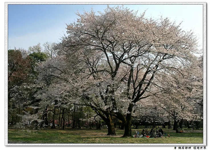 【東京・櫻花】