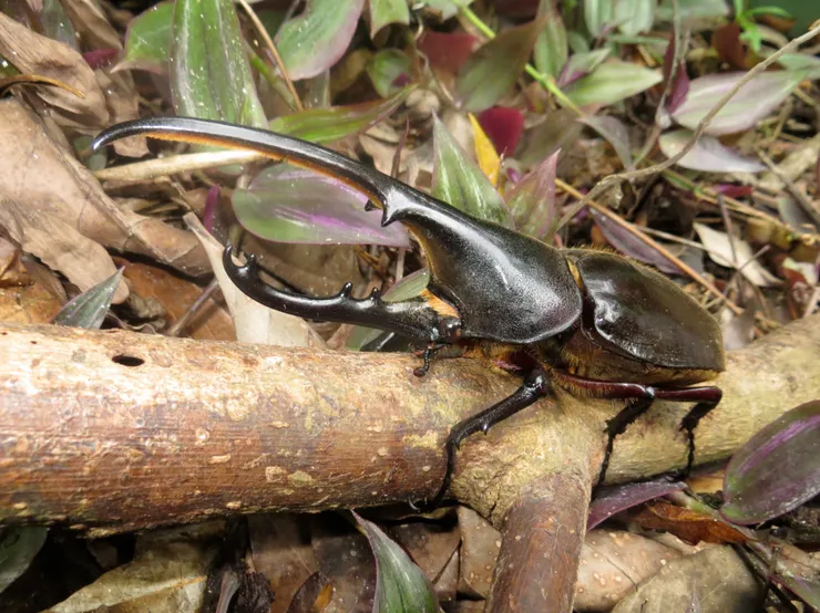 由 Mike G. Rutherford 做的觀察紀錄