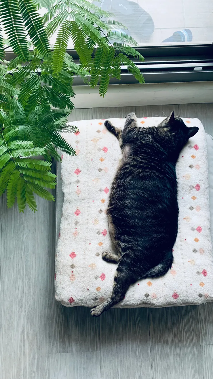 貓爺爺跟小豆樹