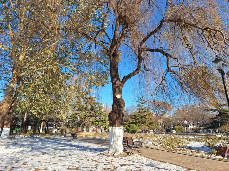 天津的某公園