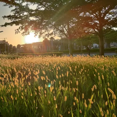 盛開的睡蓮的沙龍