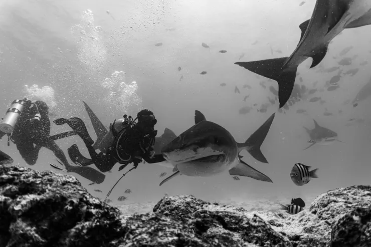 把鯊魚推開的當地導潛