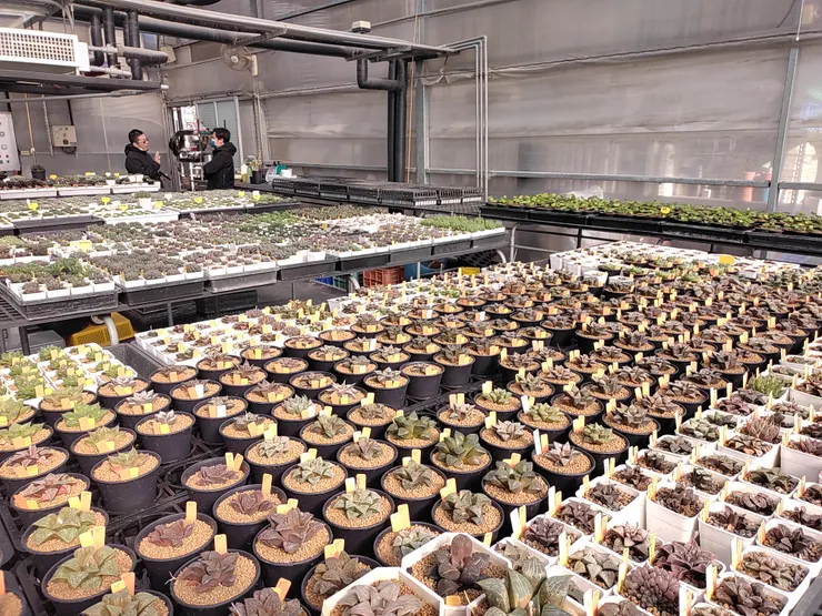 SP多肉植物富農店