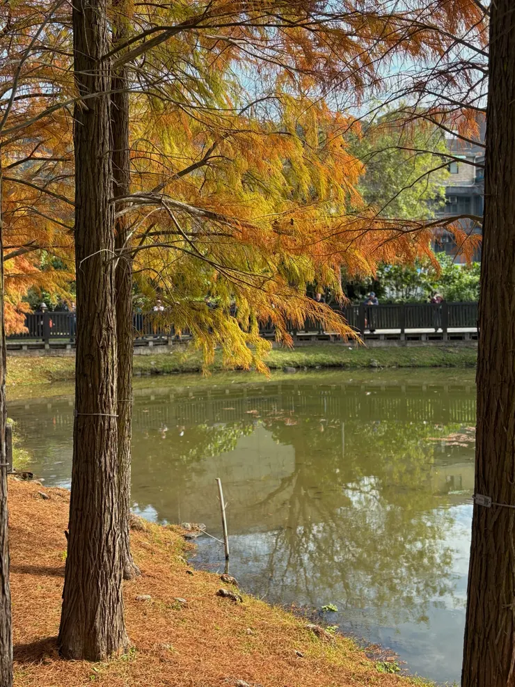 耐濕性強，適合水岸邊種植，有助於吸收二氧化碳