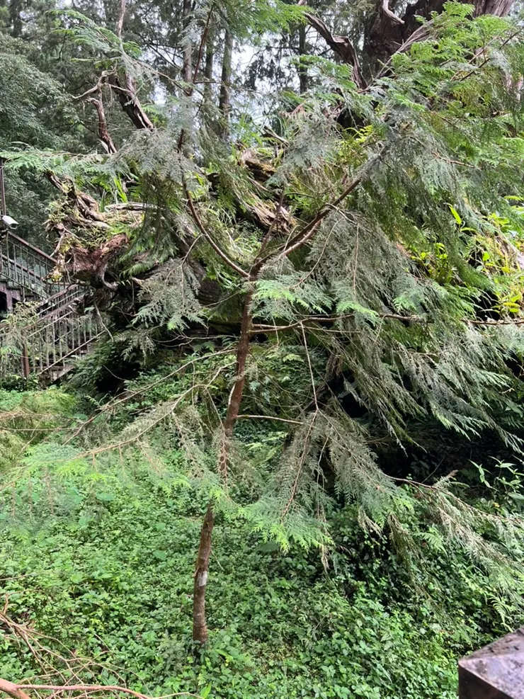 這棵二代樹從倒下的神木身上長出，被移植到土壤裡使之好好成長