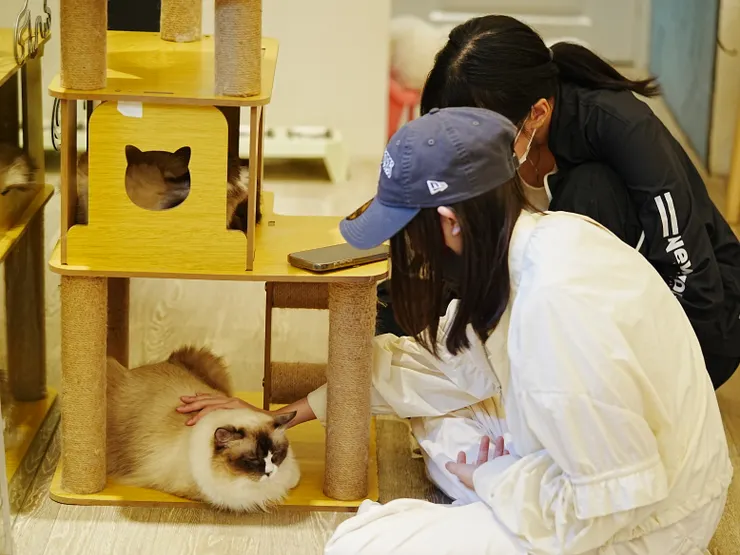 嚕貓中請勿打擾