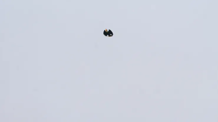 皺盔犀鳥 Wrinkled hornbill