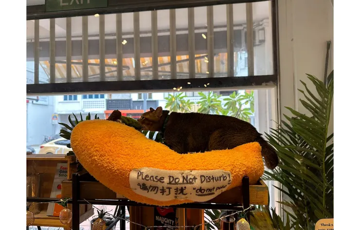 Cat Socrates的店貓