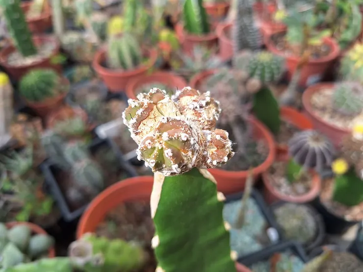 「石化」第二代鸞鳳兜