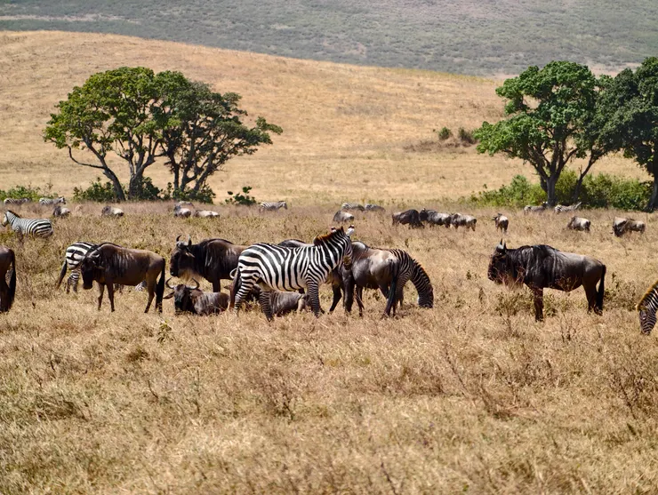 角馬跟斑馬是好朋友