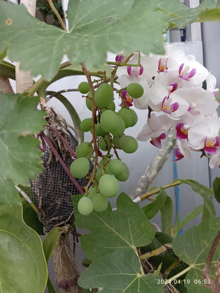 盆種巨峰葡萄與蘭花