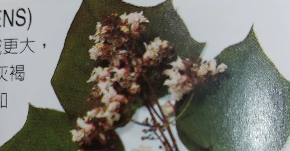 咀嚼文字的盆栽的沙龍