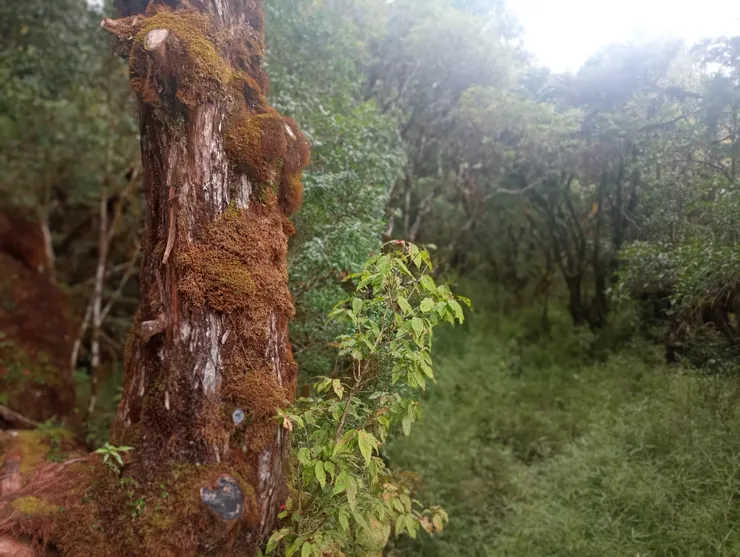 潮濕與易起霧之地理環境，造就苔癬依附之美麗林相。