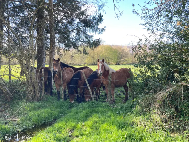 路上的馬兒，看起來就跑很快XD