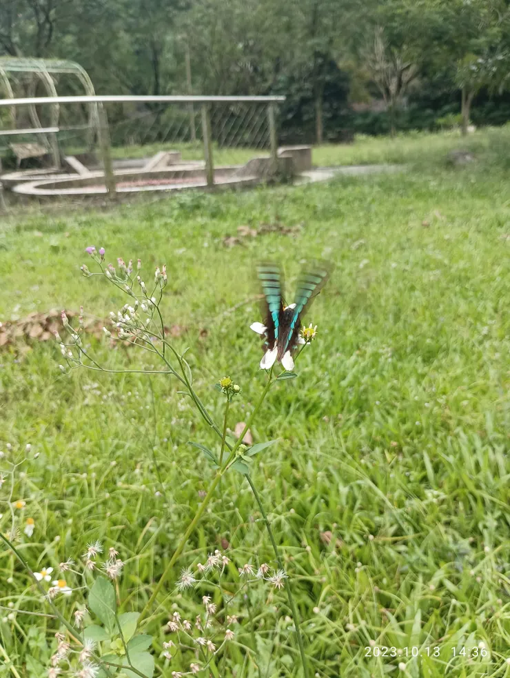 谷溪中，水、蜜源足，賞蝶佳處，自拍青鳳蝶