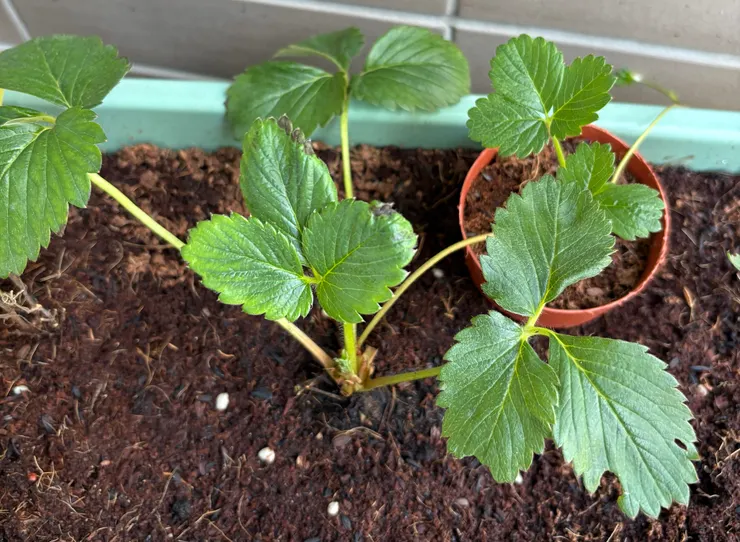 定植後的草莓苗。