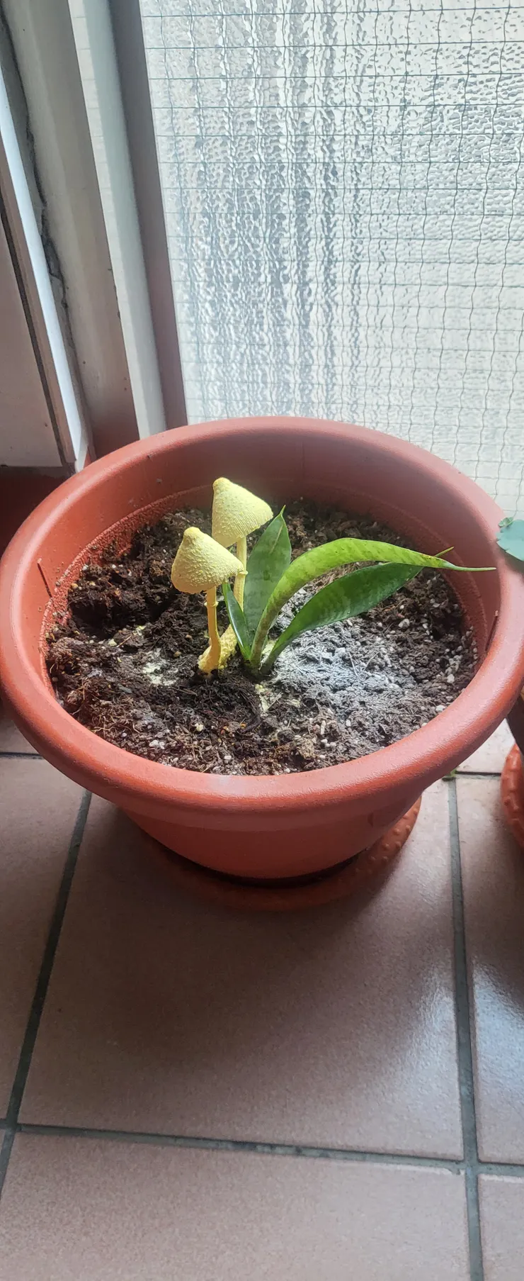 梅森虎尾蘭+黃殼小皮傘（Leucocoprinus birnbaumii）