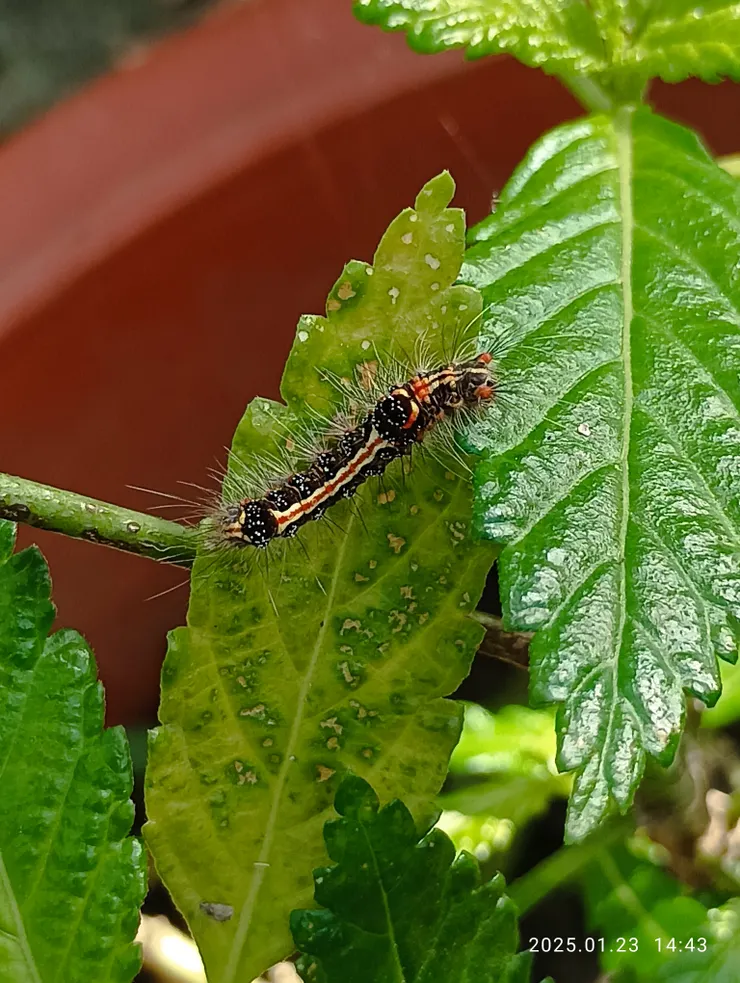 它的自律是啥？