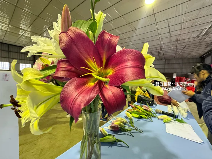 植物可以療癒日常。