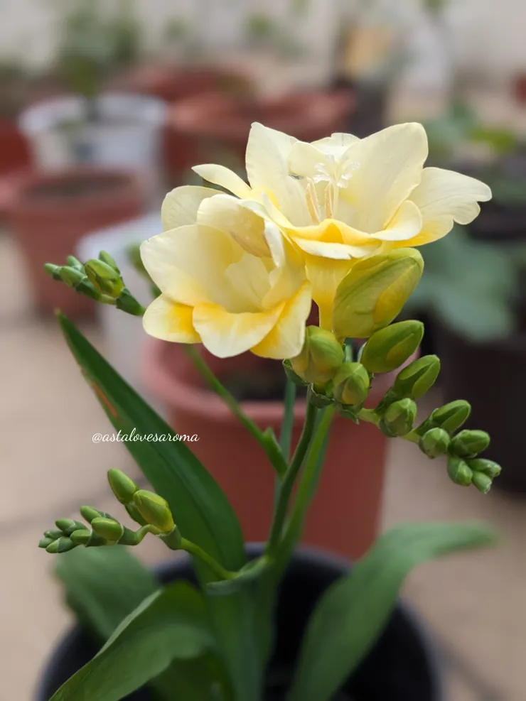  散發清淡辛香的小蒼蘭 -【Lucca】（盧卡）