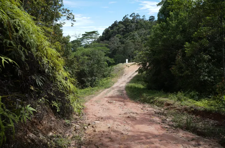 即將抵達叢林少女營地的林道與誘蟲布幔