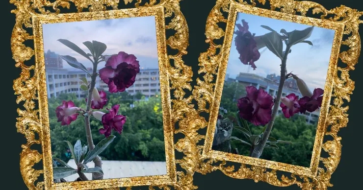 2023/06/07的沙漠玫瑰