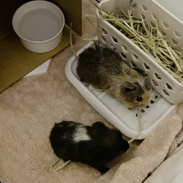 第一代咻咻和蹦蹦