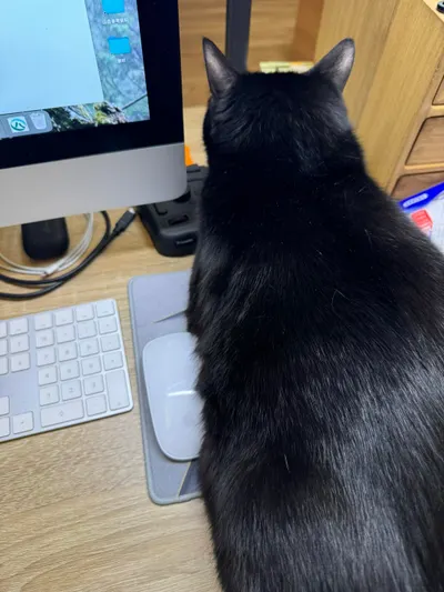 會安慰人的黑胖胖