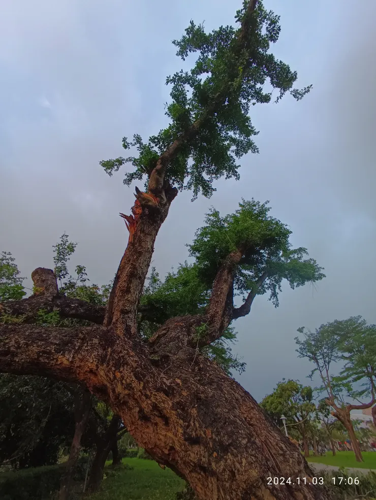 百年金龜樹，樹圍約1、5人，自拍攝