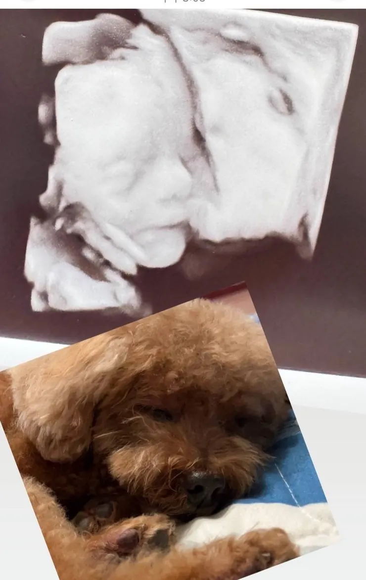 酷比睡姿側臉VS寶寶超音波(酷比媽媽提供)