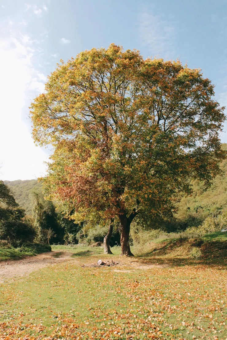販售一段五星級的記憶