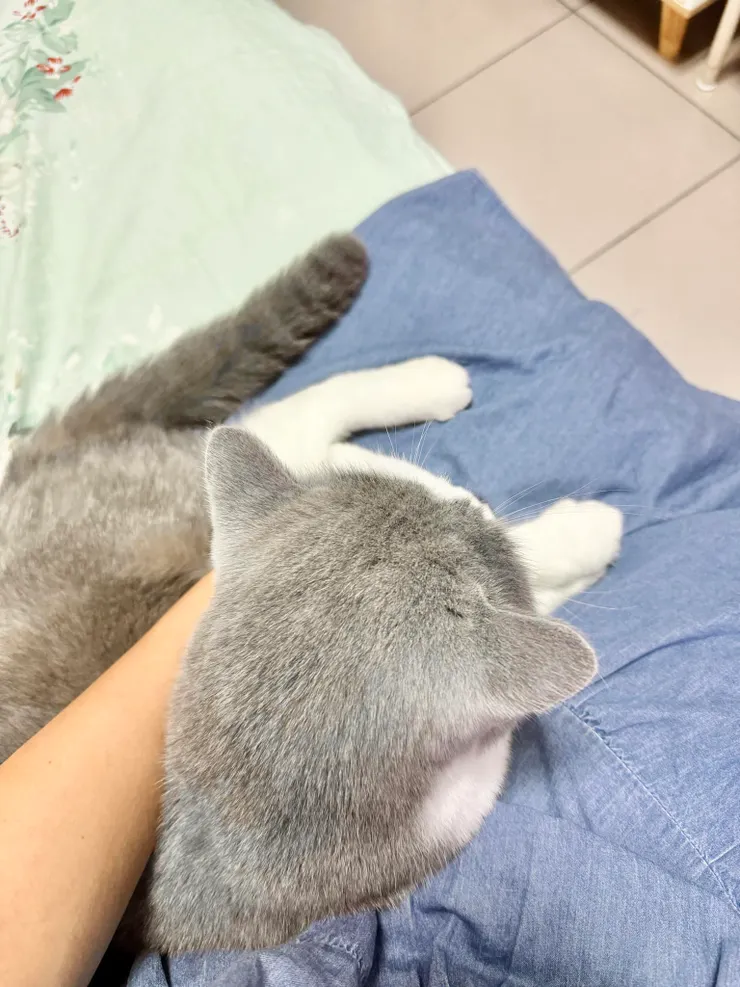 毛兒壓著我的裙襬，呼嚕聲持續了20幾分鐘。