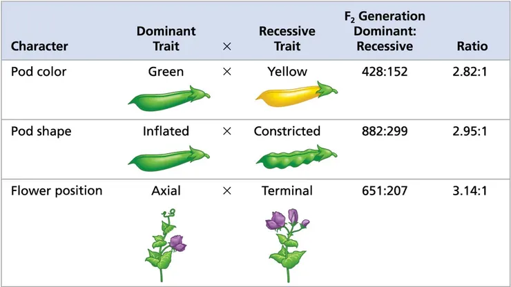 三個未解的孟德爾突變。圖片取自Campbell Biology