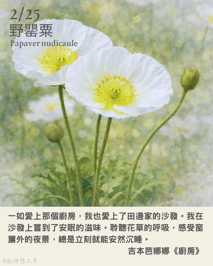 2 月 25日｜野罌粟×吉本芭娜娜《廚房》