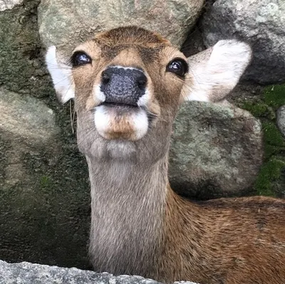 Manako Wong的沙龍