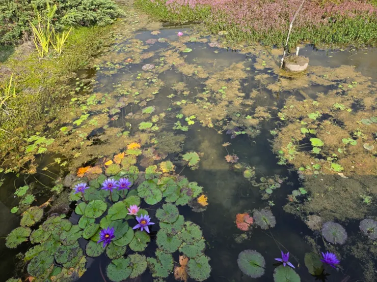 顏色很鮮豔的蓮花