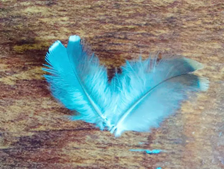 木桌上的兩片羽毛