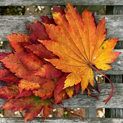 秋天的容貌的沙龍