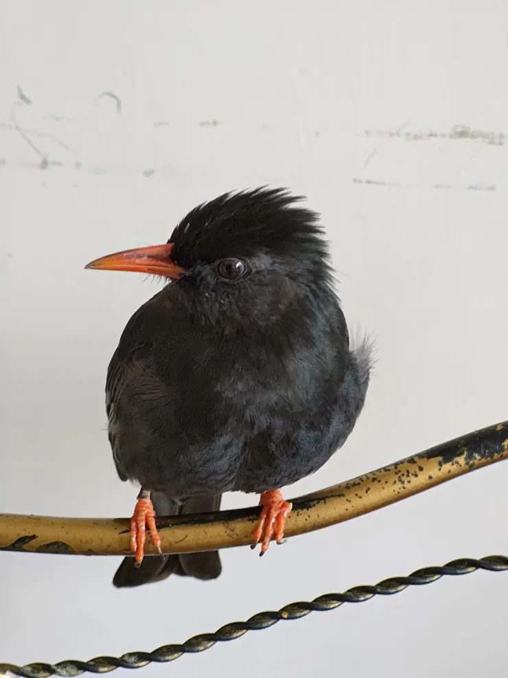 圖示：紅嘴黑鵯台灣特有亞種成鳥站在椅背上。圖片來源為張居隱：https://tw.pixtastock.com/photo/116369495