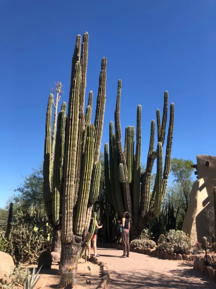 作者攝於 2022年10月｜Desert Botanical Garden中的巨人柱仙人掌（原創作品，請勿擅自使用或轉載。）