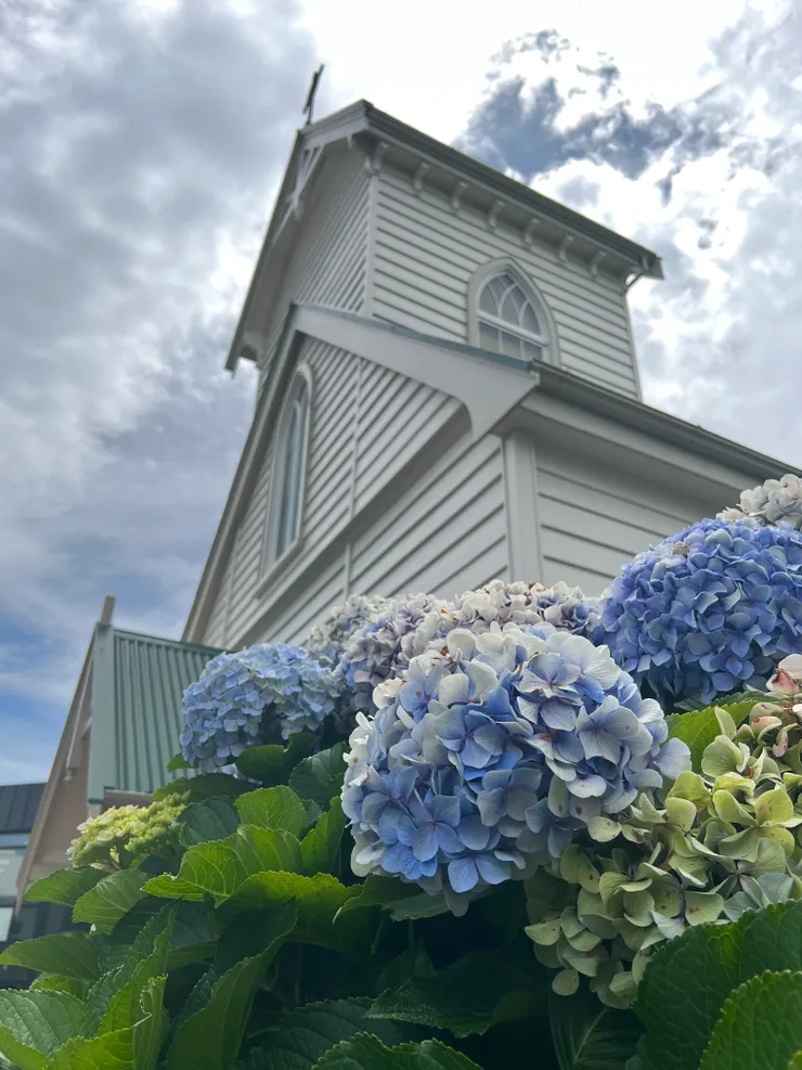 奧克蘭街道上盛開著兩手捧起的繡球花