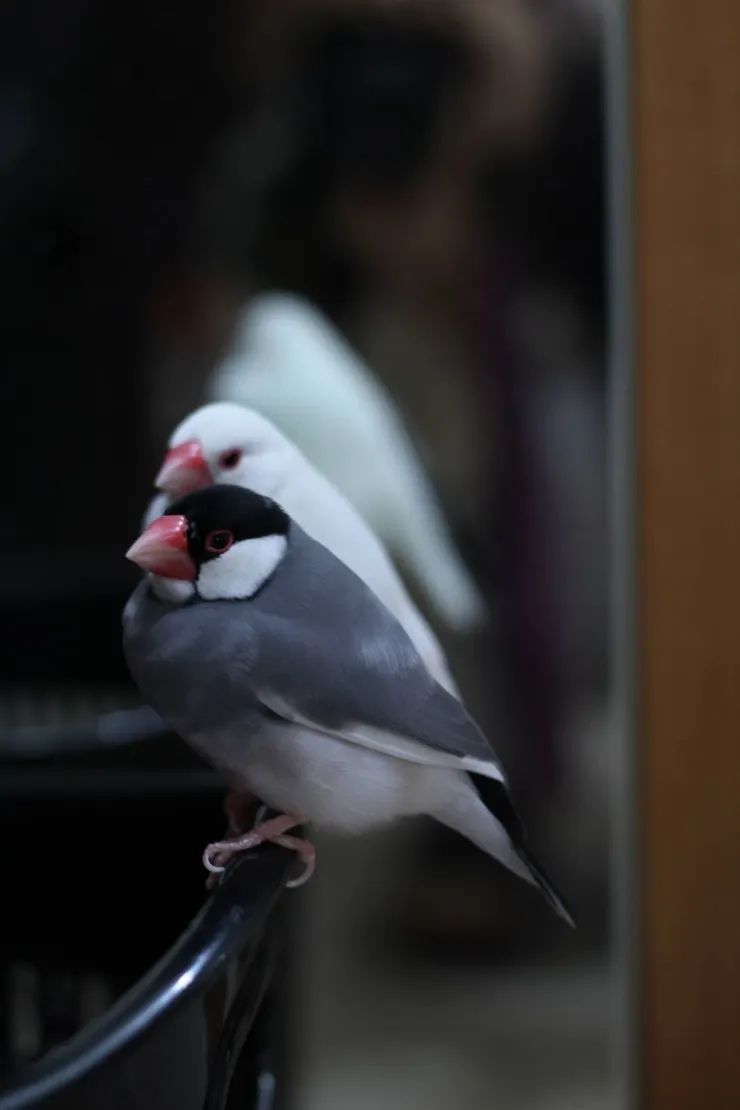 小白小黑媽媽提供