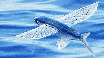 本篇選擇飛魚當封面，背後有其意義