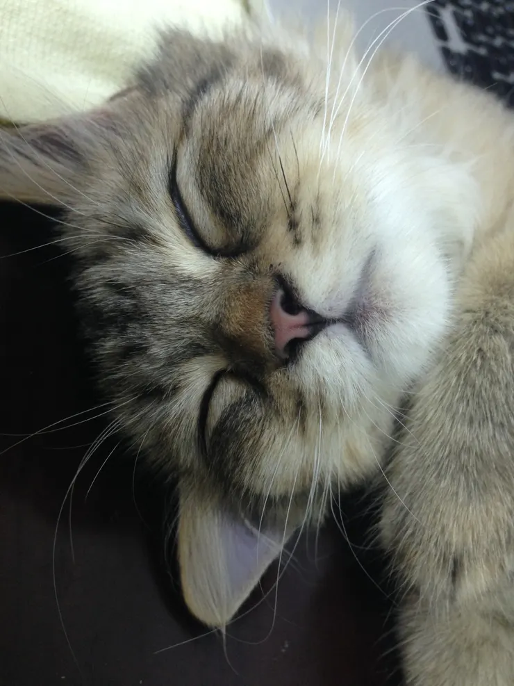 拍攝於 2015/10/21